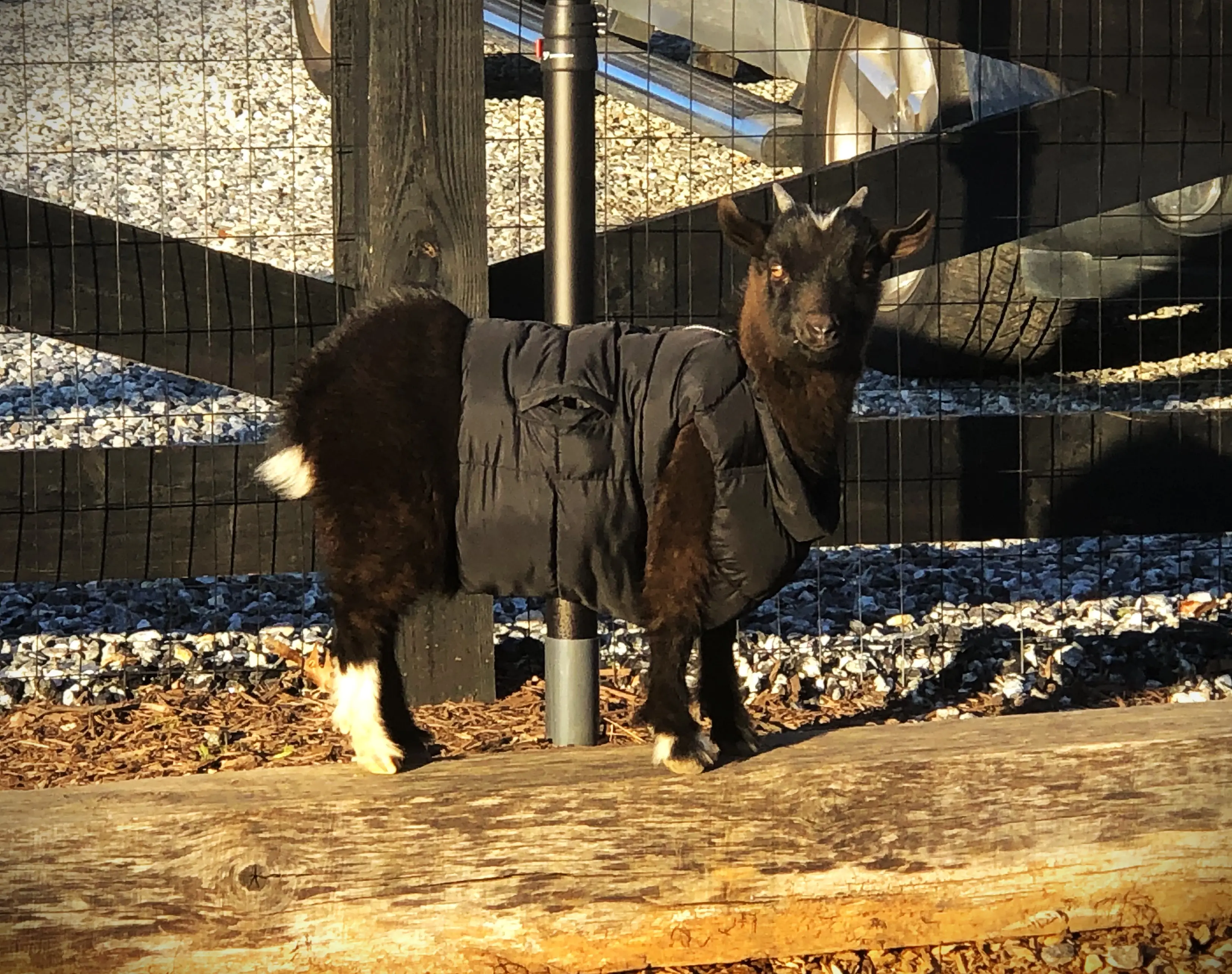 Goats at Cavalier Country Farm