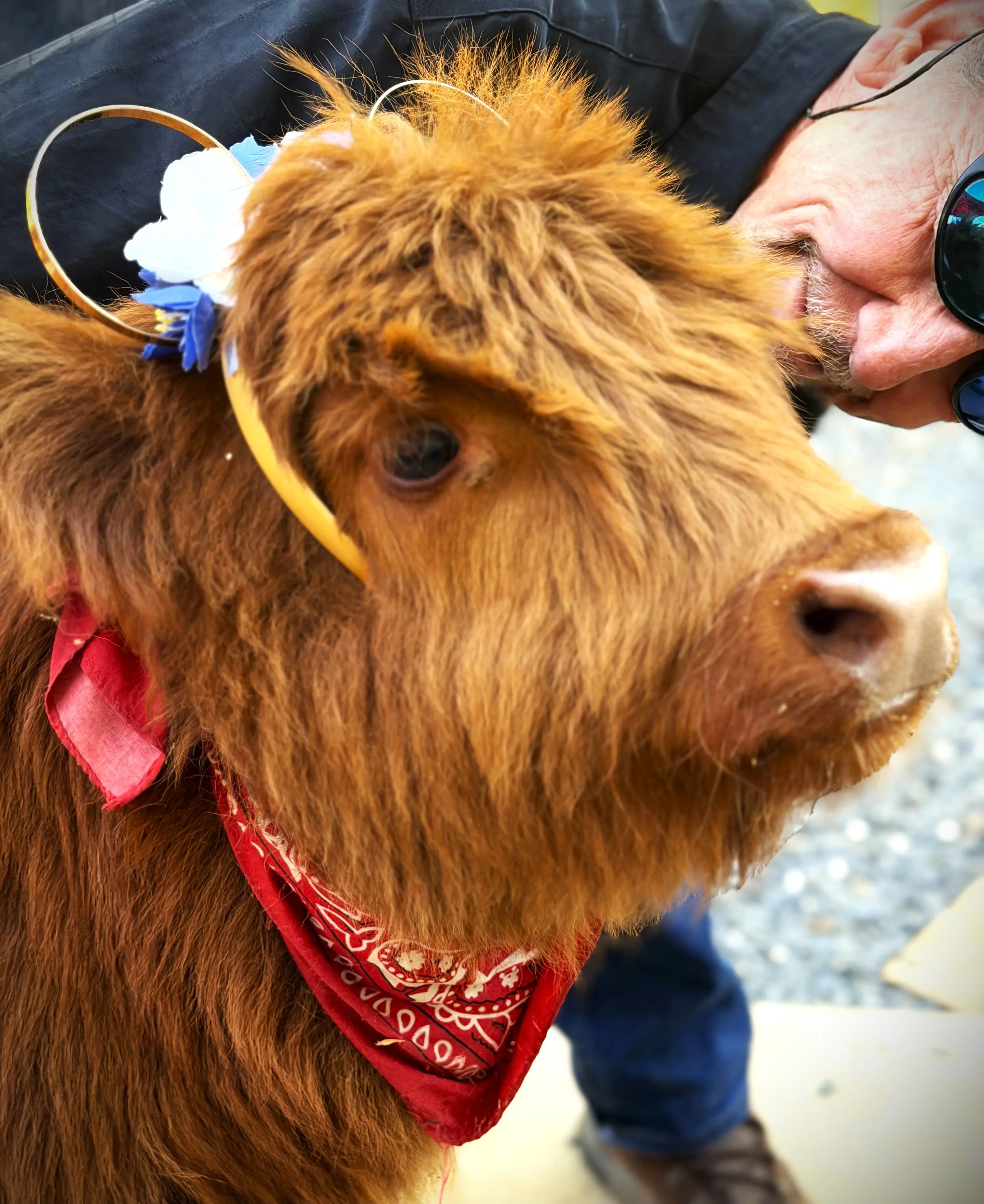 Highland cow at Cavalier Country Farm
