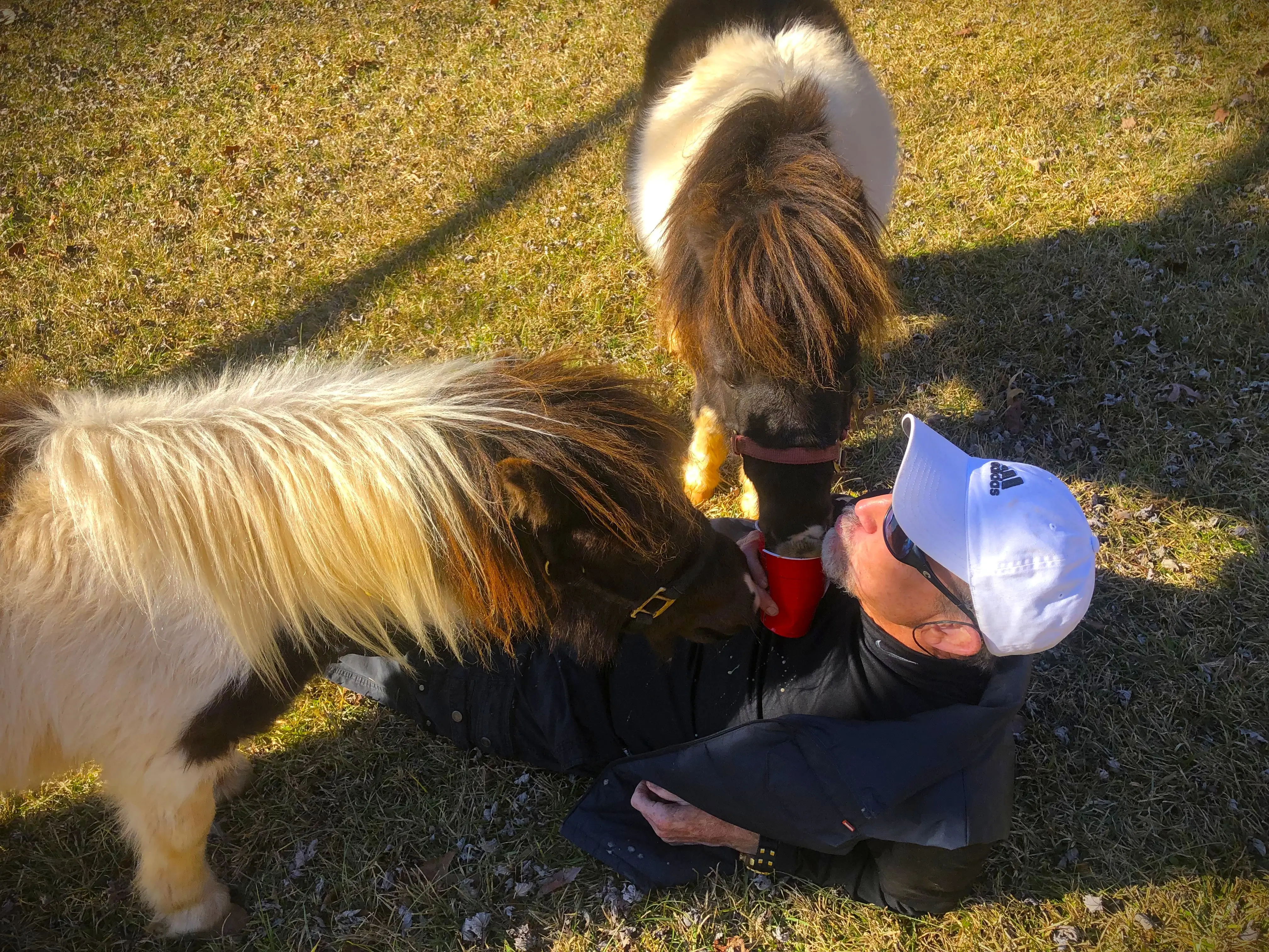 Miniature horses at Cavalier Country Farm