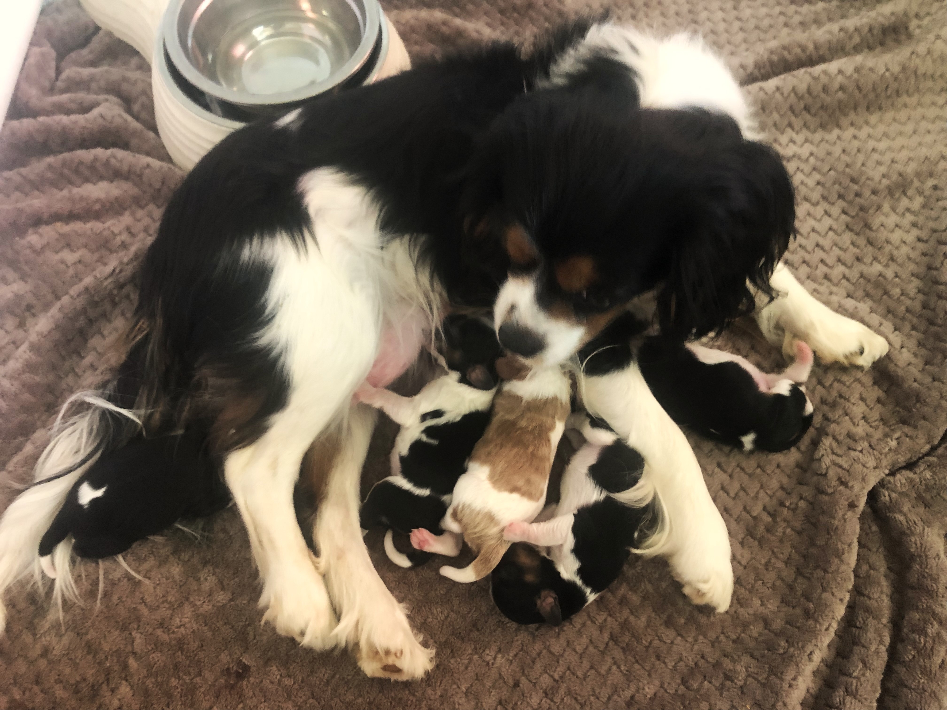 Cavalier King Charles Spaniels