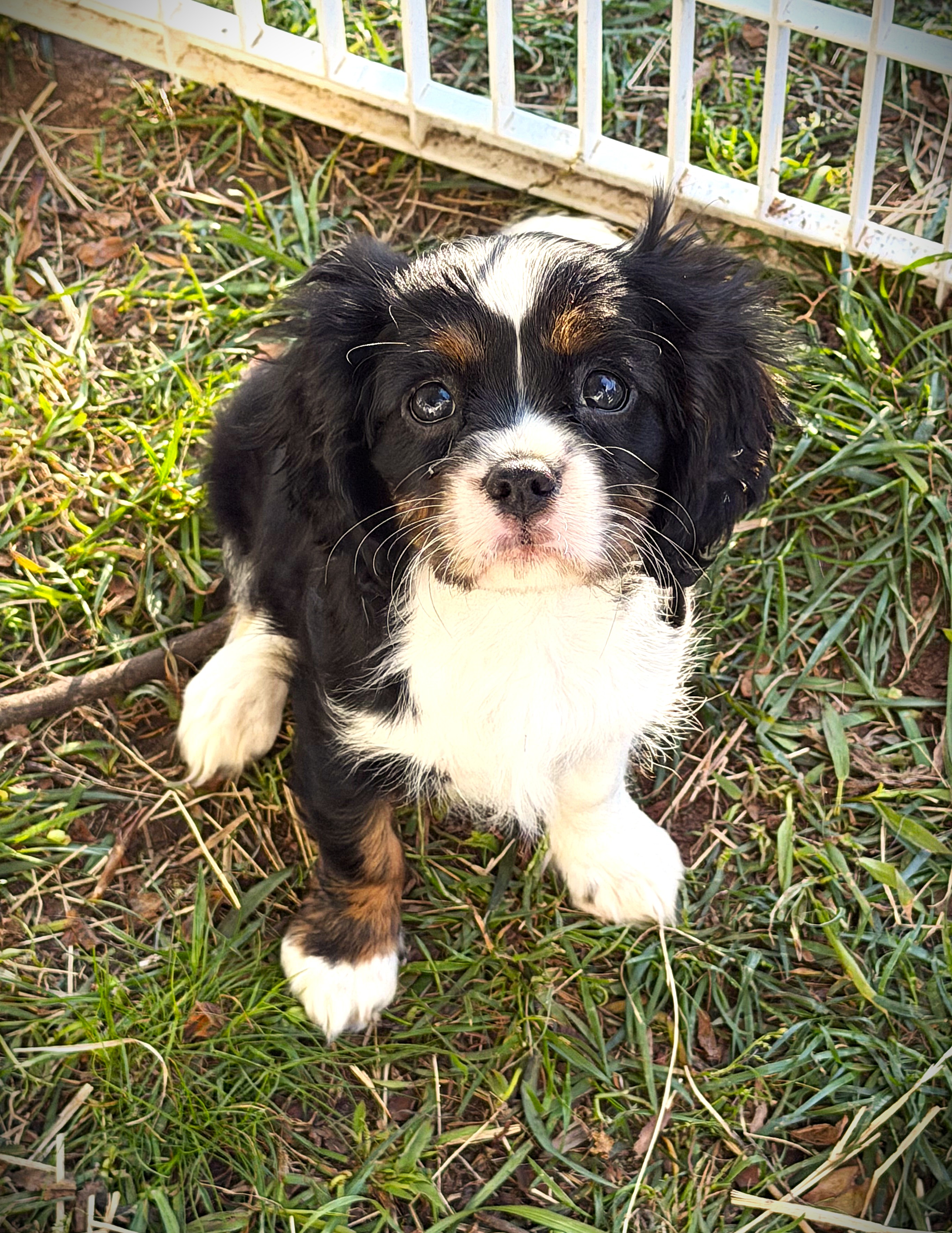Cavalier King Charles Spaniel Puppy