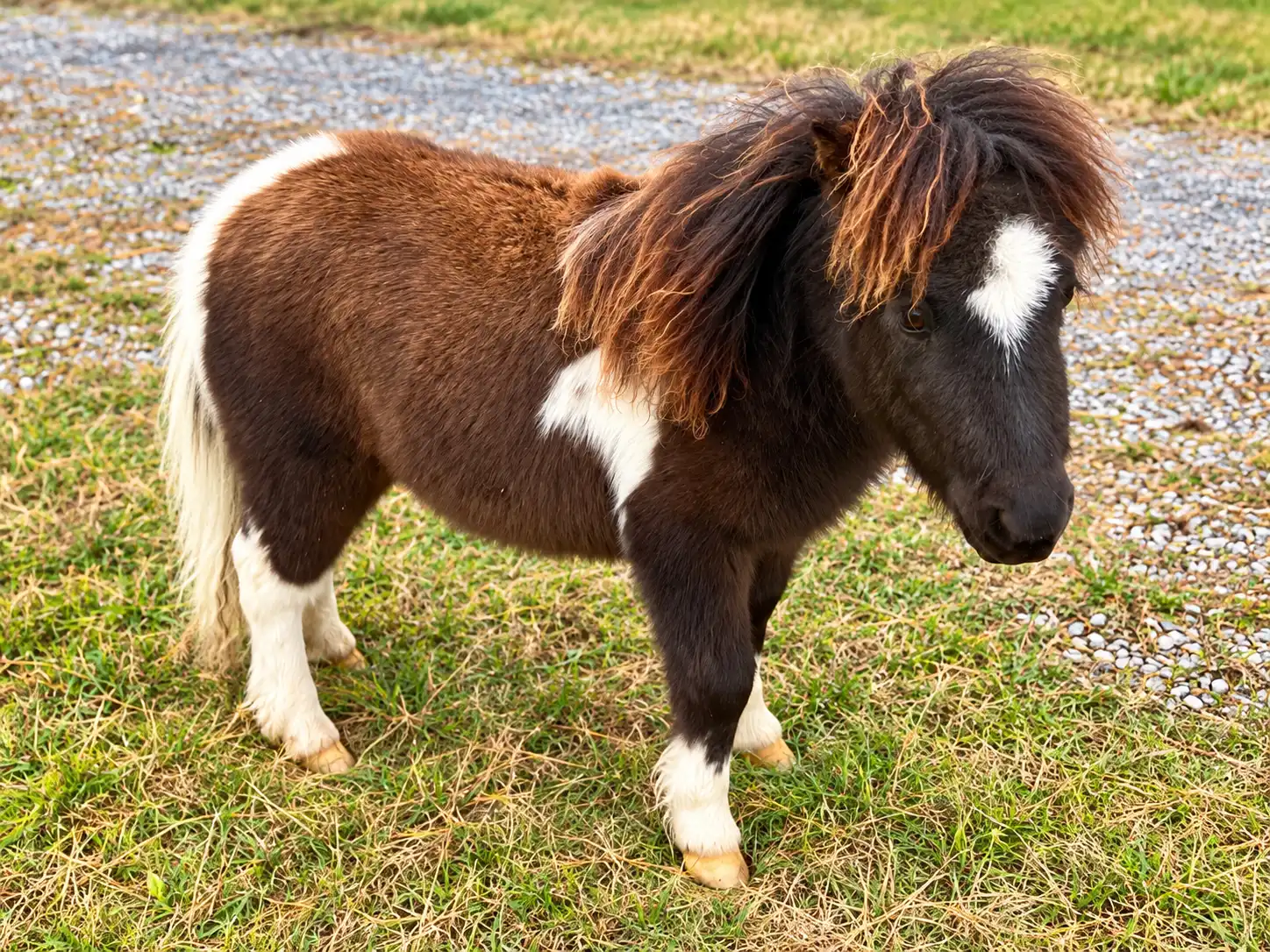 Gracie, the micro mini miniature stallion at Cavalier Country Farm