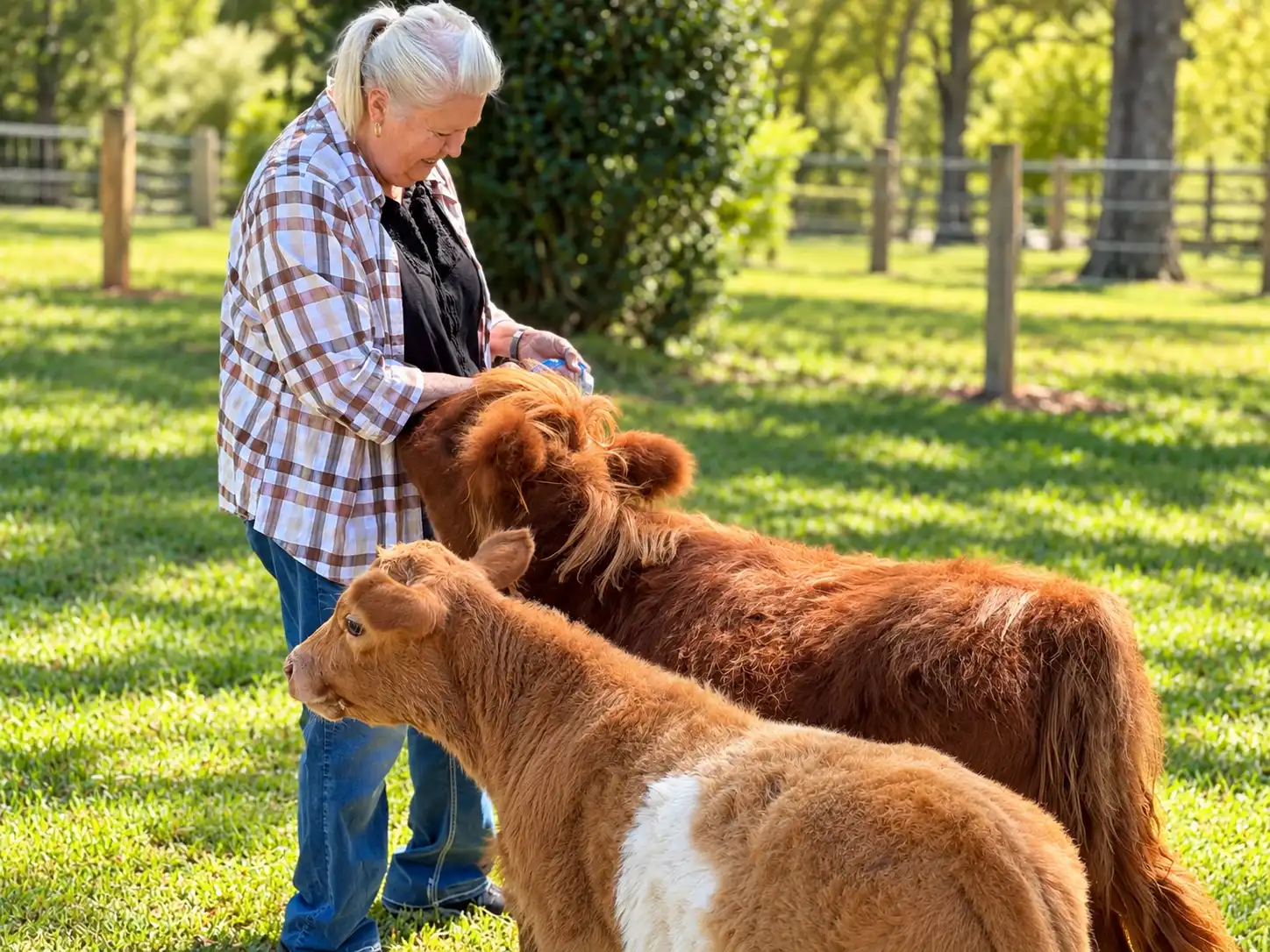 Maui enjoying life around Cavalier Country Farm