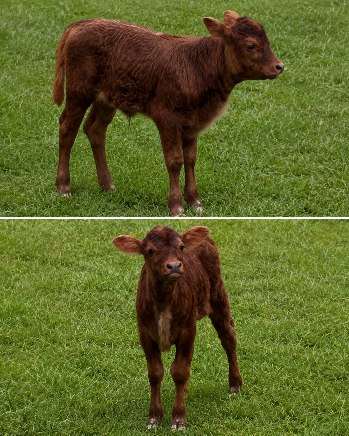 Hay Hay, the newest Highland calf at Cavalier Country Farm
