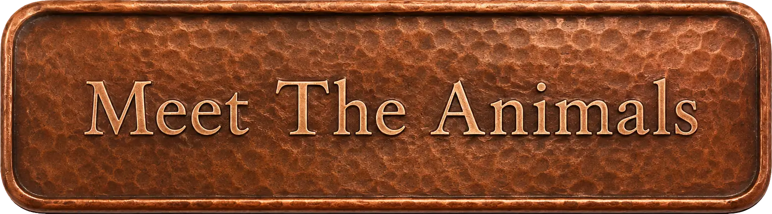 Meet The Animals