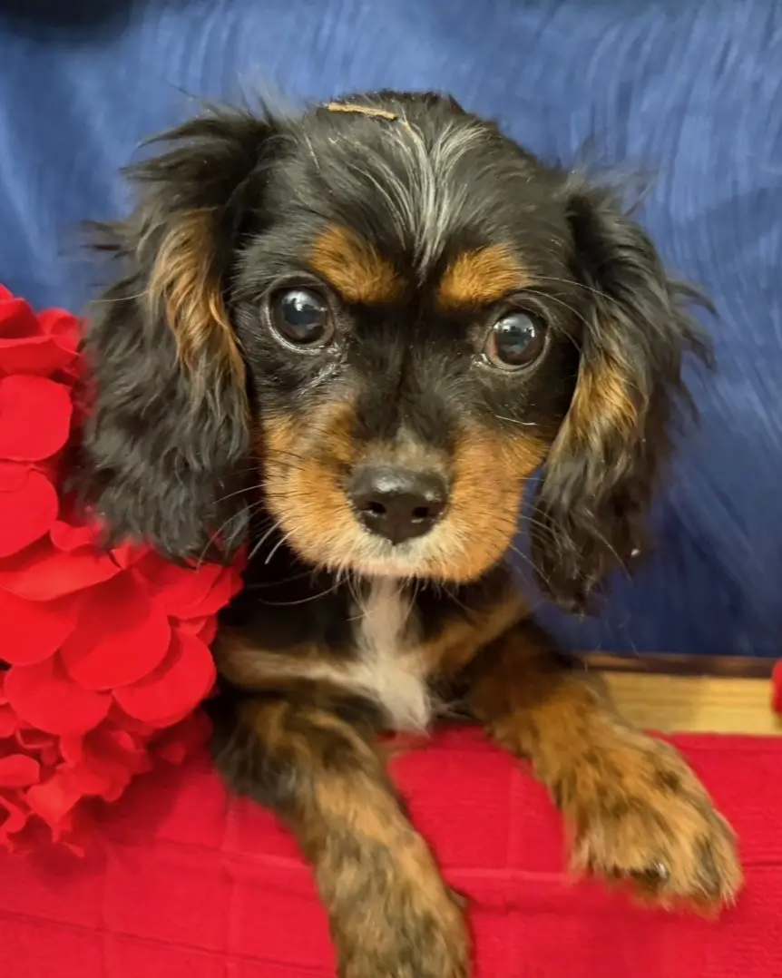 Rosie